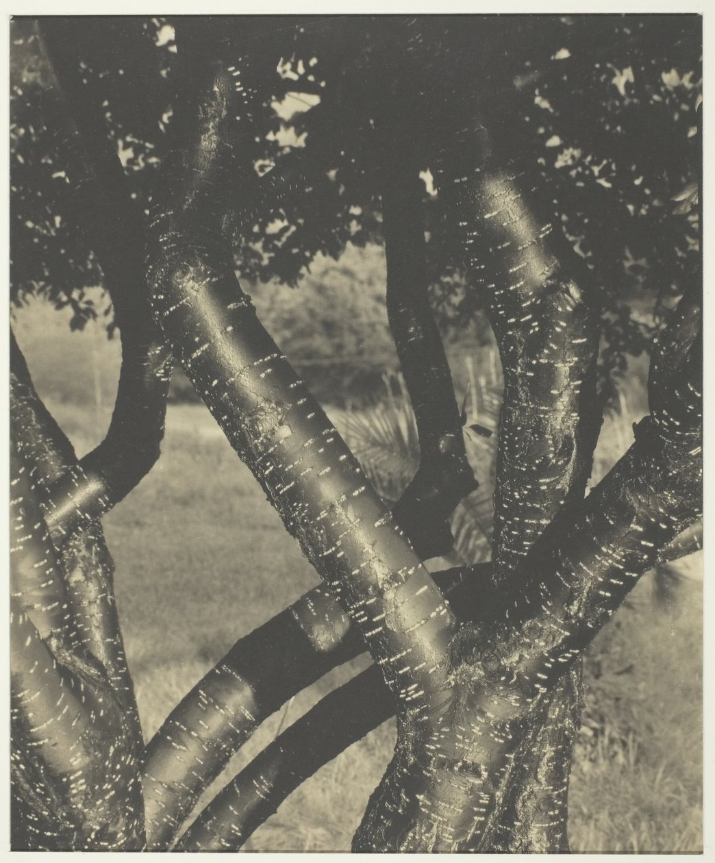 The Dancing Trees, 1922 by Alfred Stieglitz