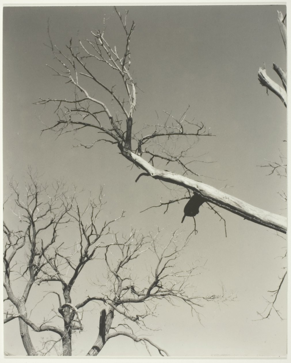 The Dying Chestnut Tree—My Teacher by Alfred Stieglitz