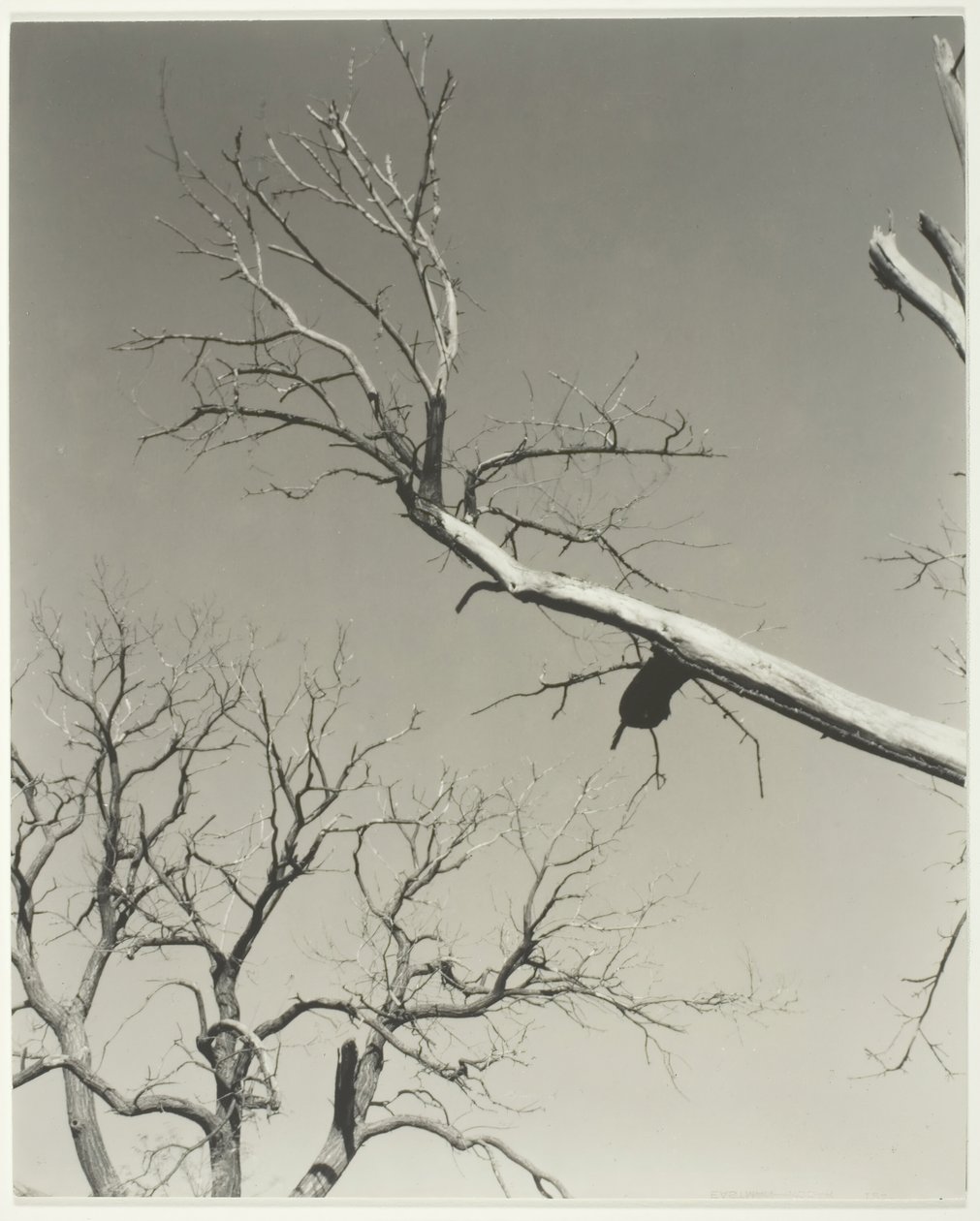 The Dying Chestnut Tree—My Teacher by Alfred Stieglitz