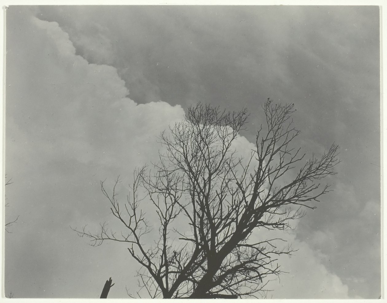 Tree Set 3 by Alfred Stieglitz