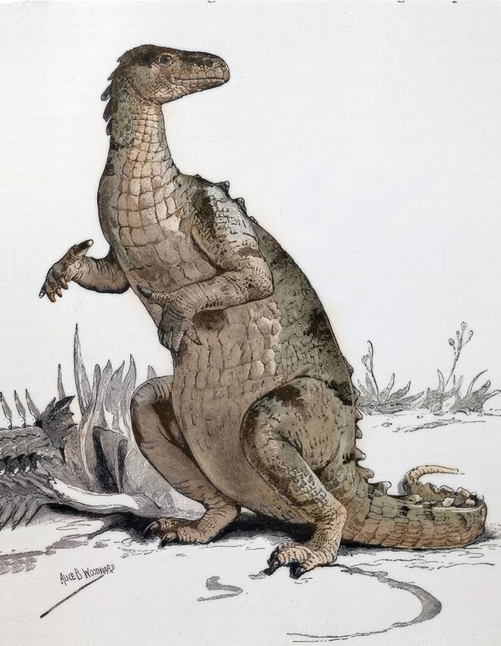 Iguanodon by Alice Bolingbroke Woodward