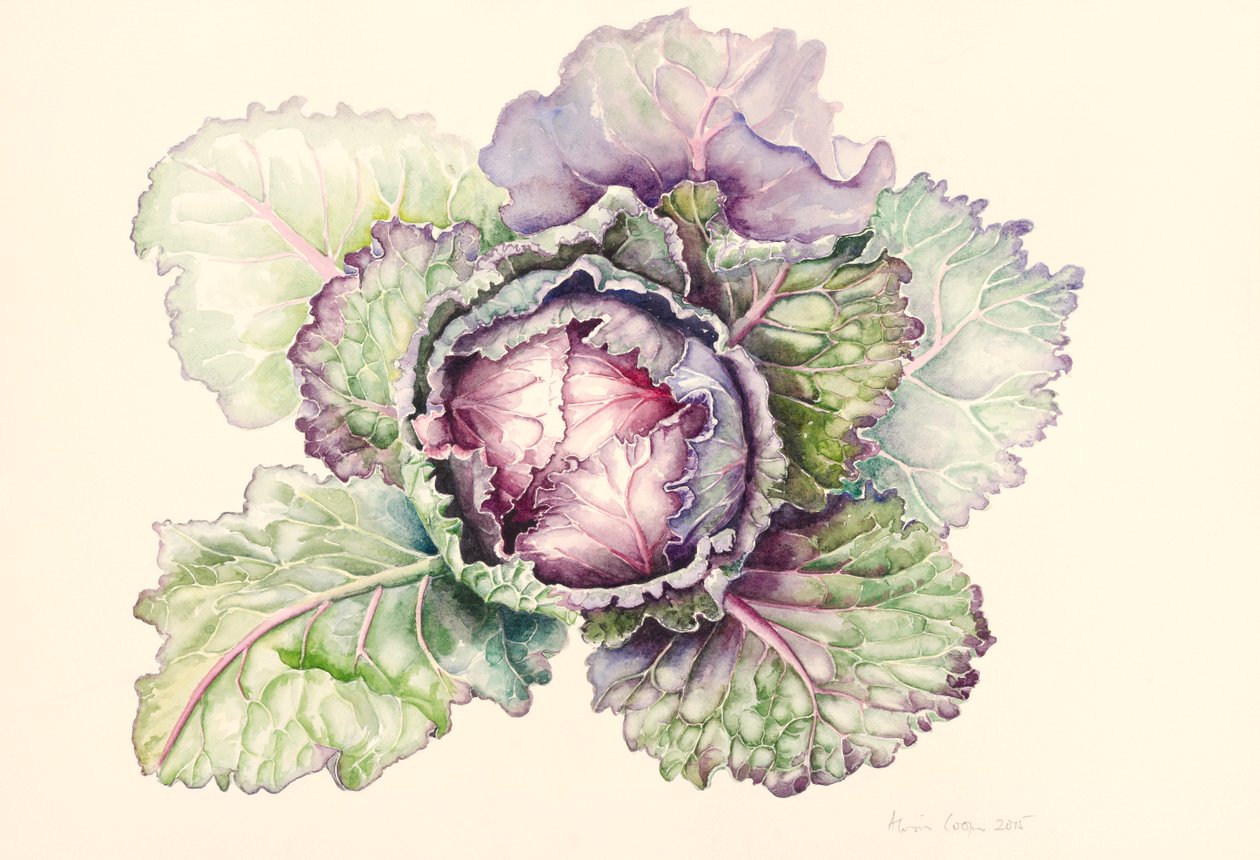 Cabbage from the market, 2015 by Alison Cooper