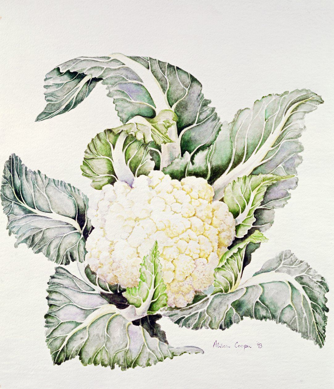 Cauliflower Study by Alison Cooper