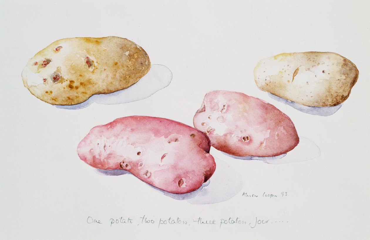 Potato Study, 1993 by Alison Cooper