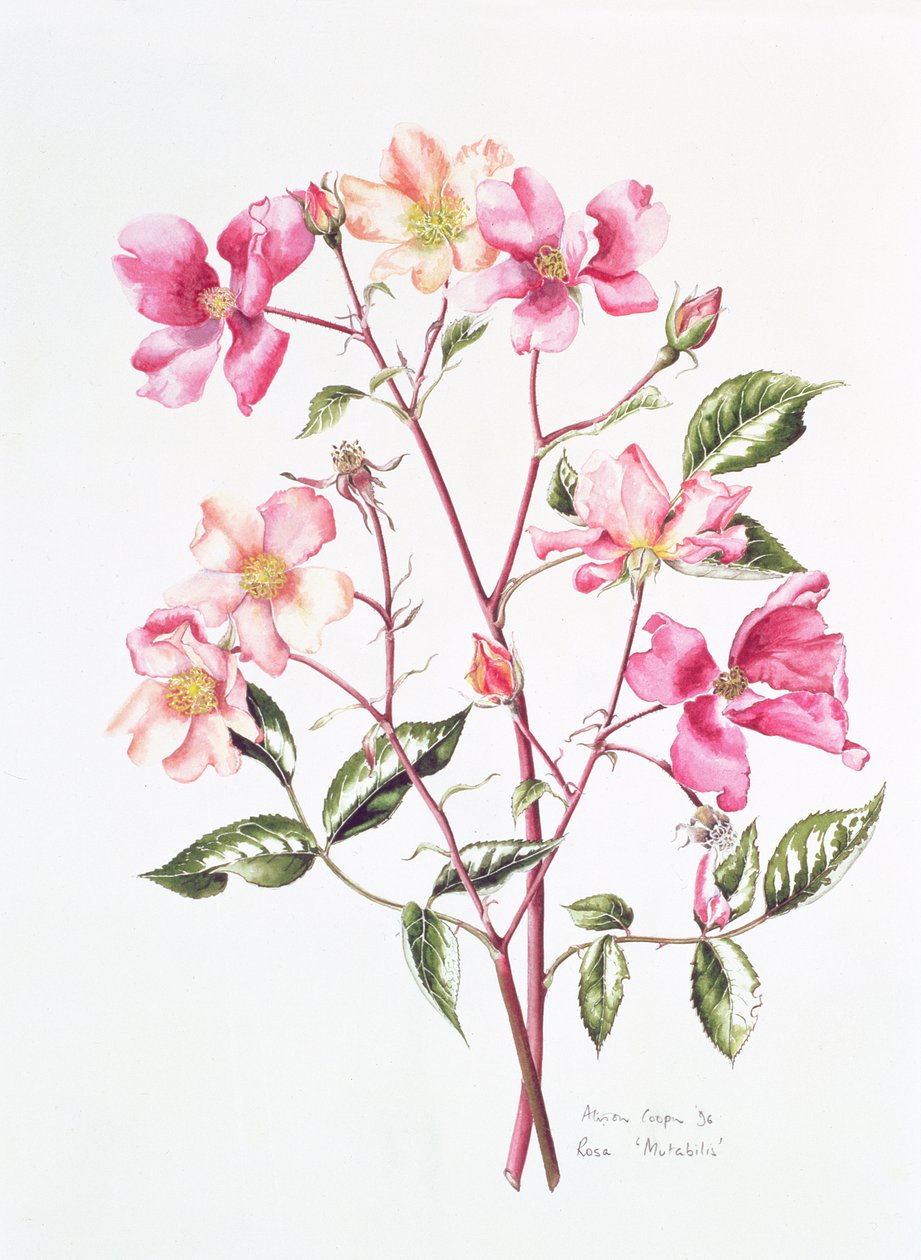 Rosa 
