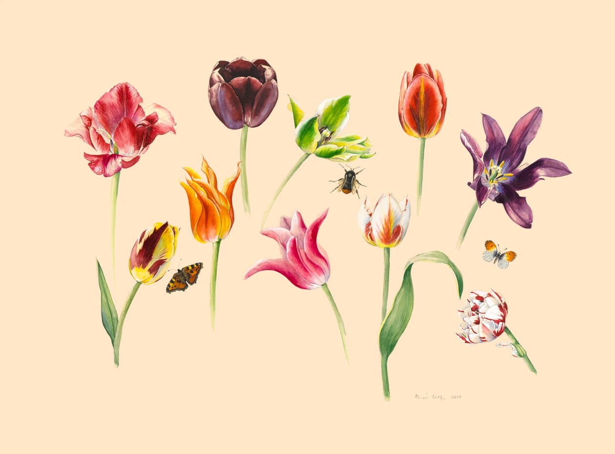 Spring Tulips and Insects by Alison Cooper
