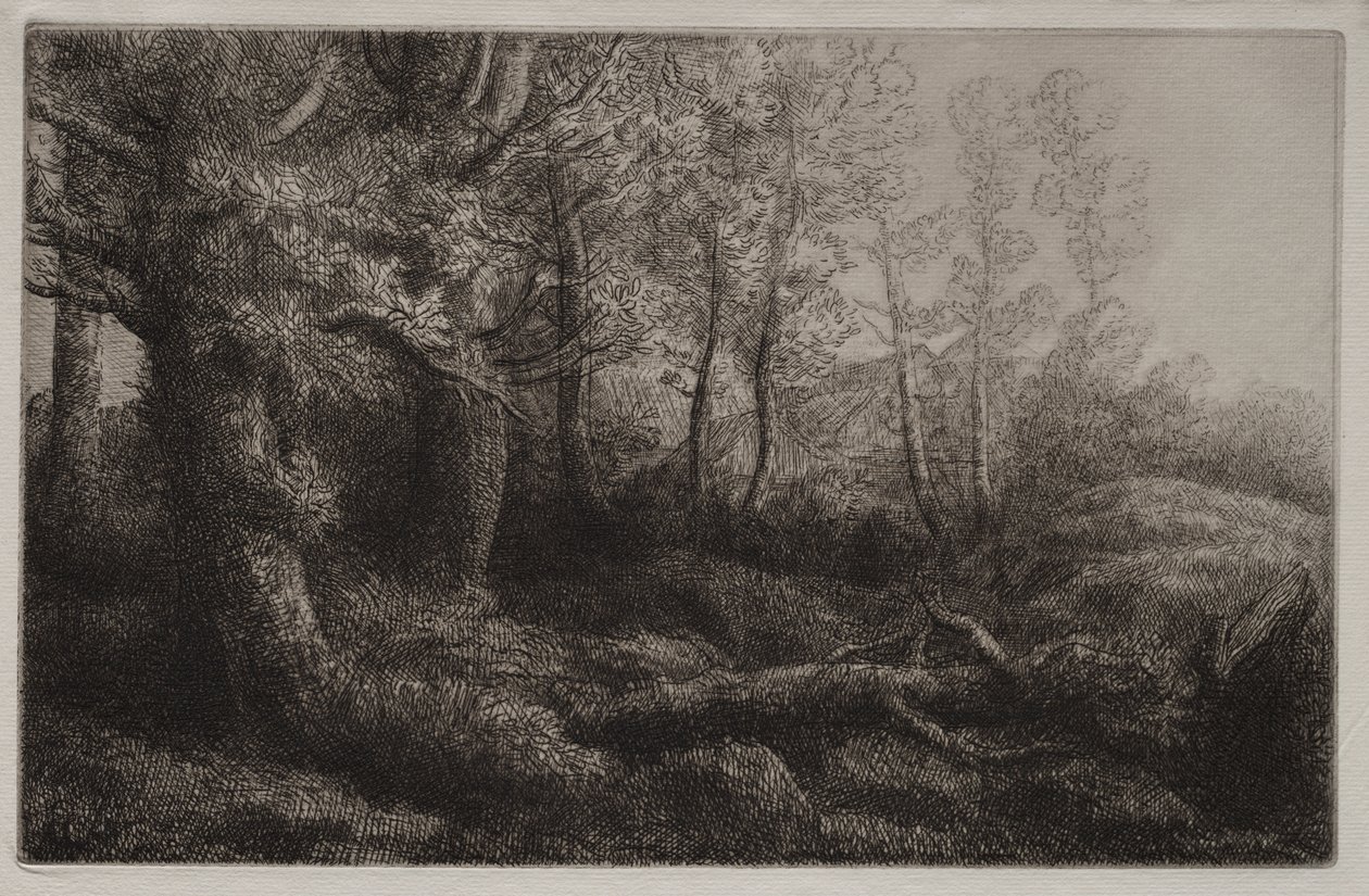 A Woodland Study by Alphonse Legros
