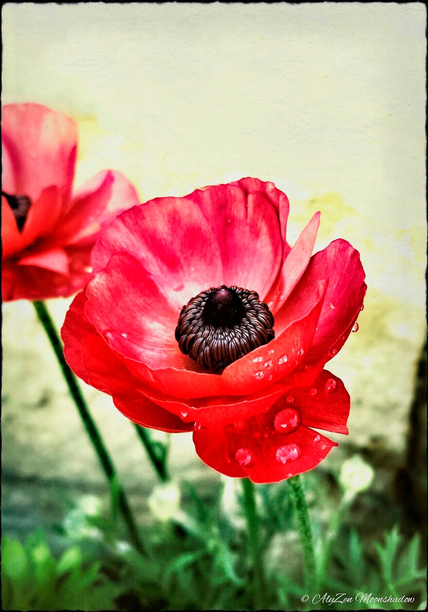 Red Anemone by AlyZen Moonshadow
