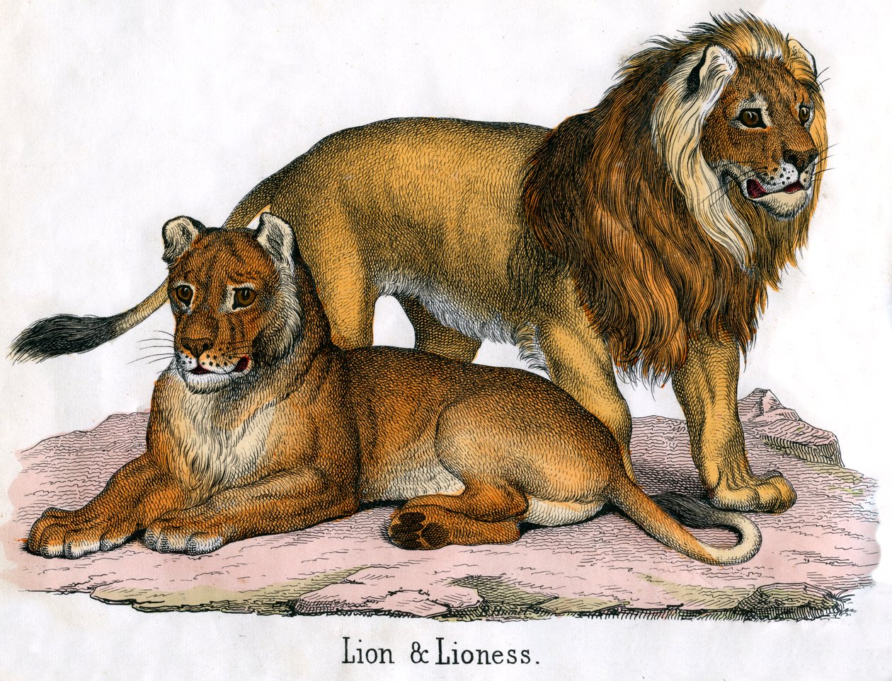 Antique Print of a Lion and Lioness by American School