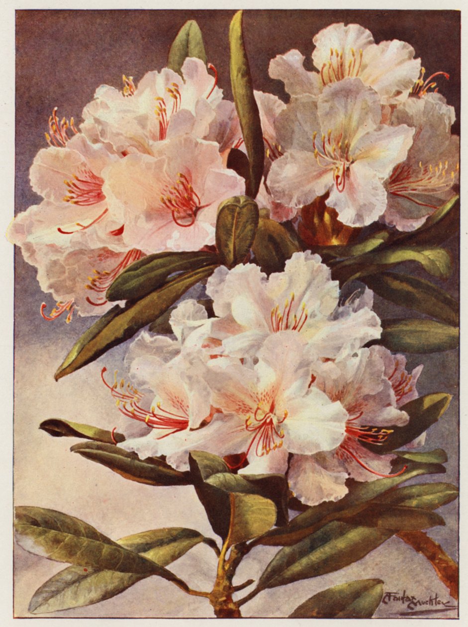 Rhododendron Rosa Mundi by Angelo Fairfax Muckley