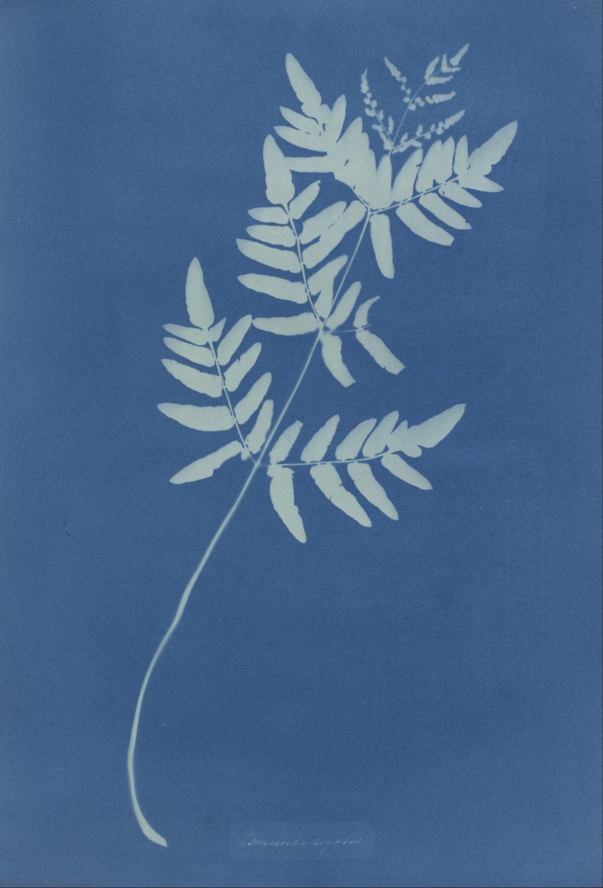 Osmunda Rigalis (Australia) by Anna Atkins