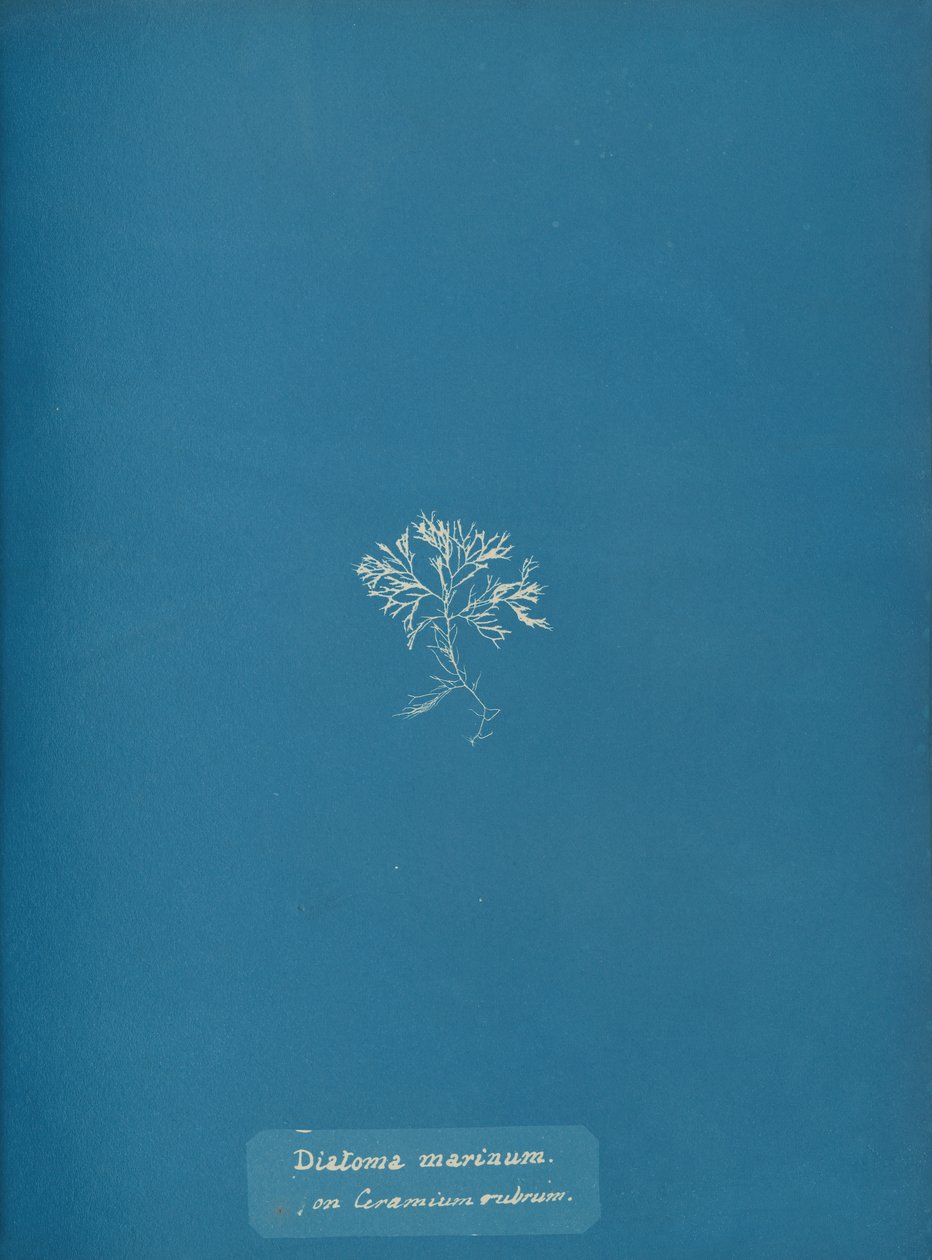 Diatoma Marinum on Ceramium Rubrum by Anna Atkins