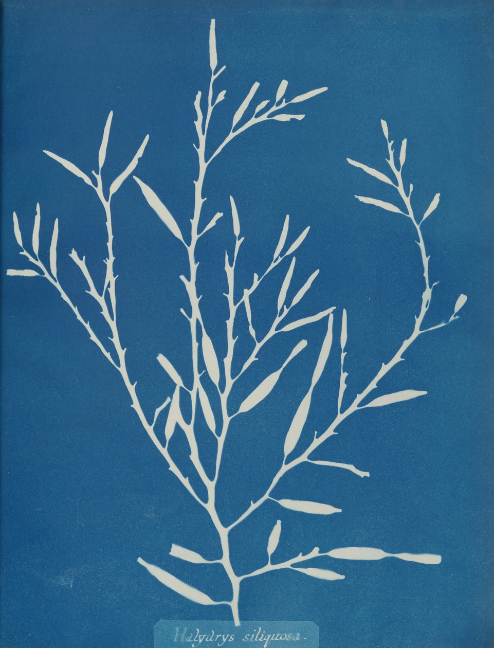 Halydrys siliquosa, ca. 1853 by Anna Atkins