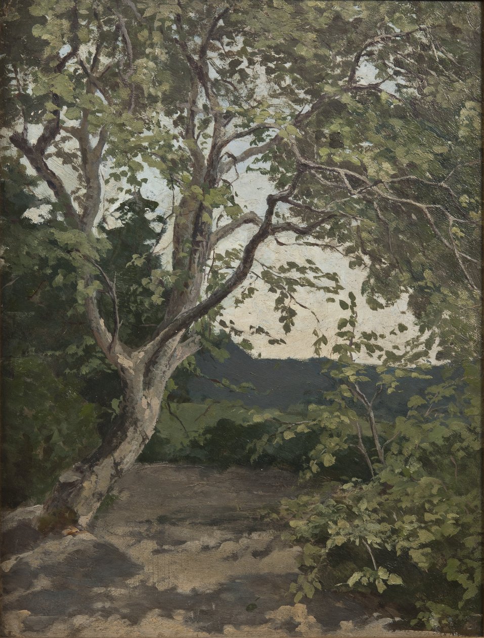 A Tree Study by Anna Nordlander