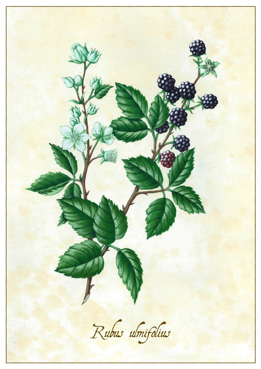 Rubus Ulmifolius by Annalisa Morrocco
