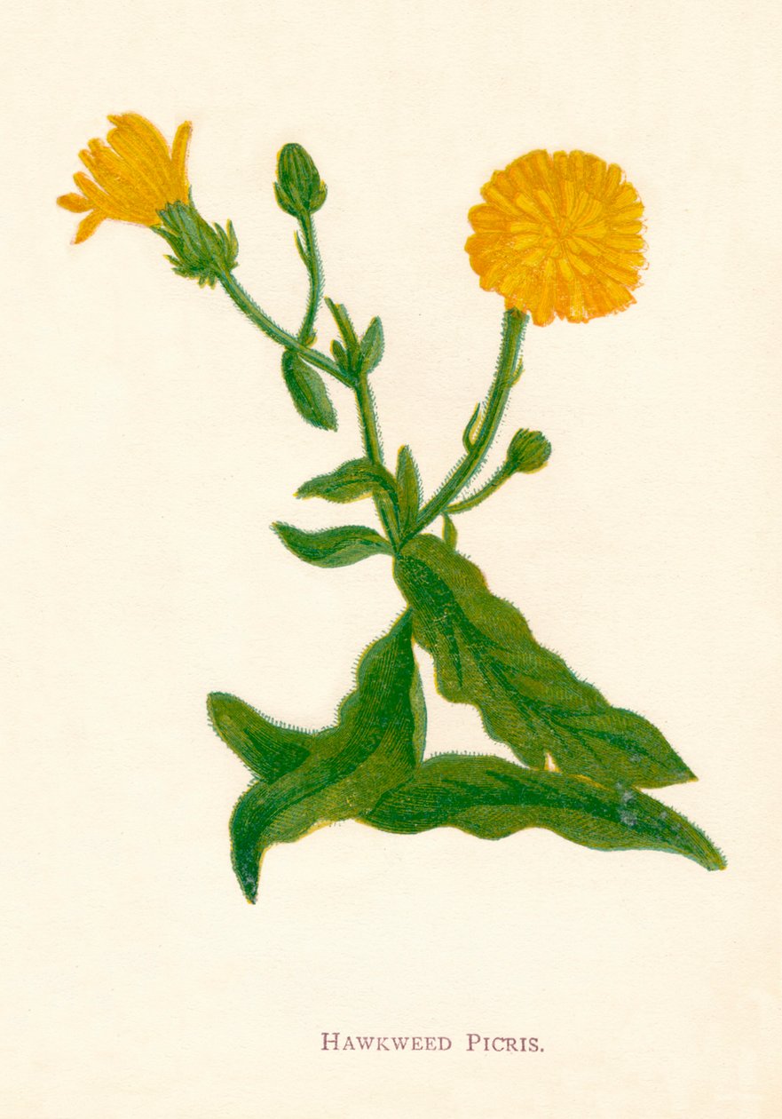 Hawkweed Picris by Anne Pratt