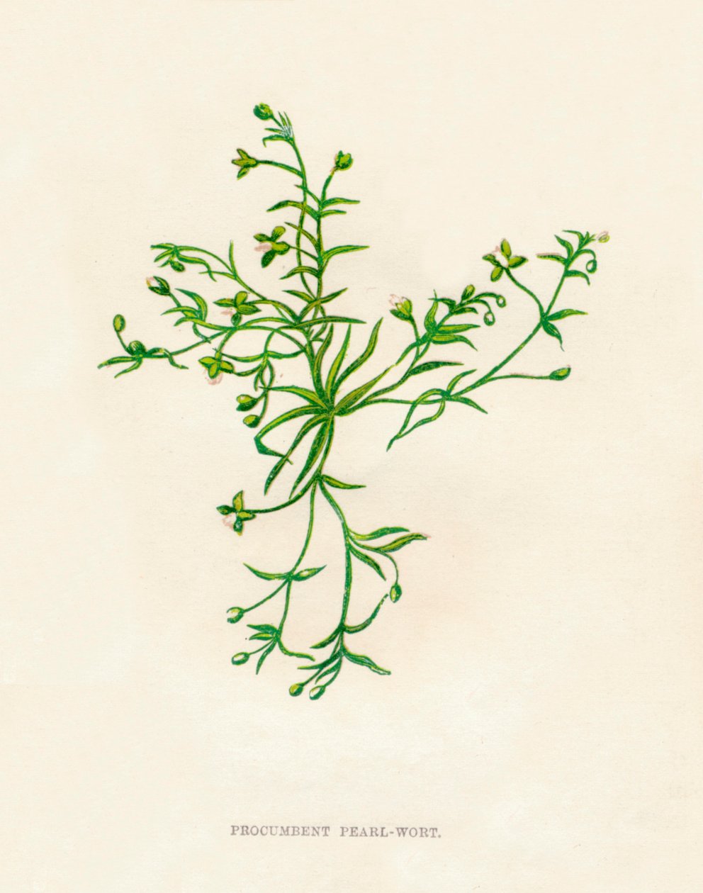 Procumbent Pearl-Wort by Anne Pratt