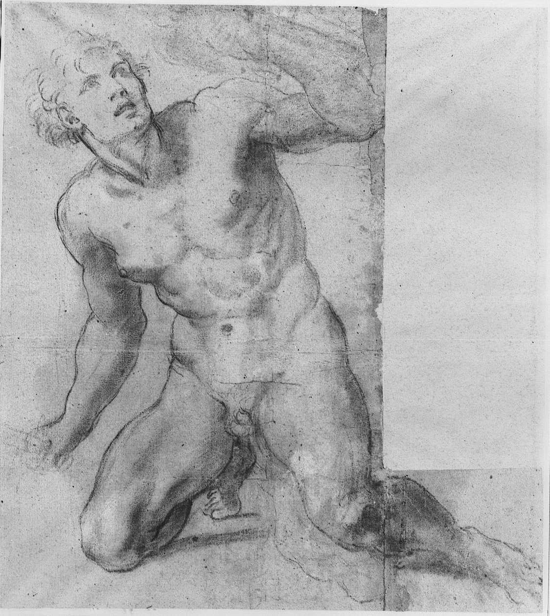 Study for Phineas - Farnese Gallery by Annibale Carracci