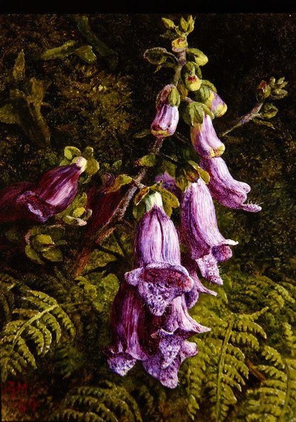 Foxgloves by Annie Feray Mutrie