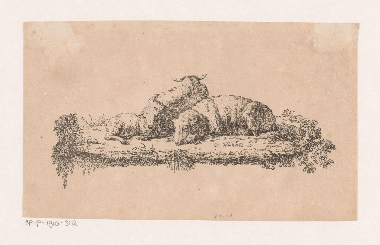 Three Lying Sheep by Anonymous