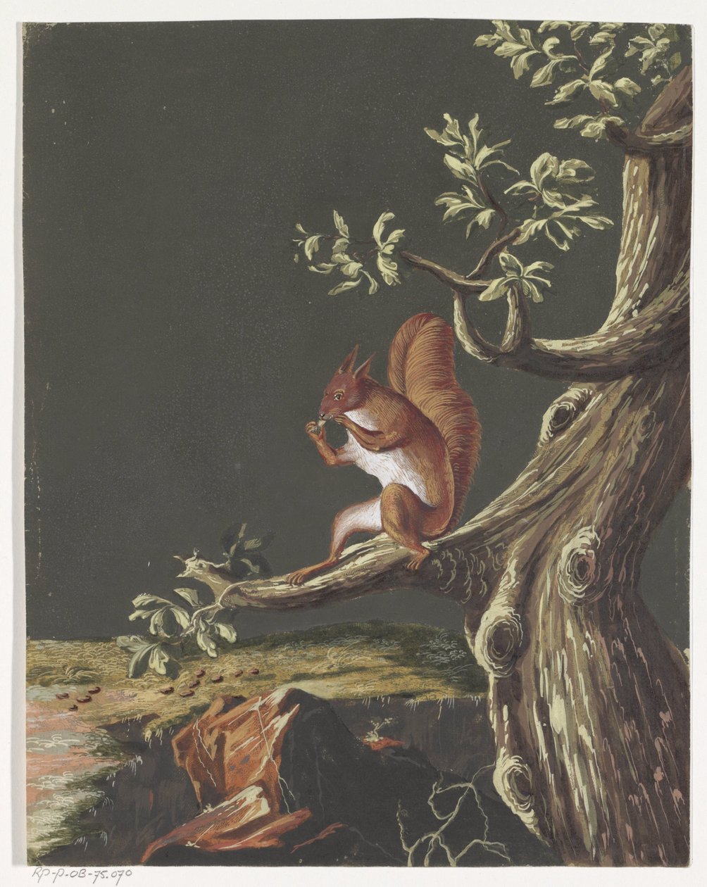 Squirrel on a Branch by Anonymous