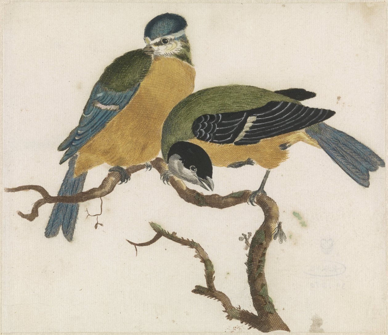 A Blue Tit and a Great Tit on a Branch by Anonymous