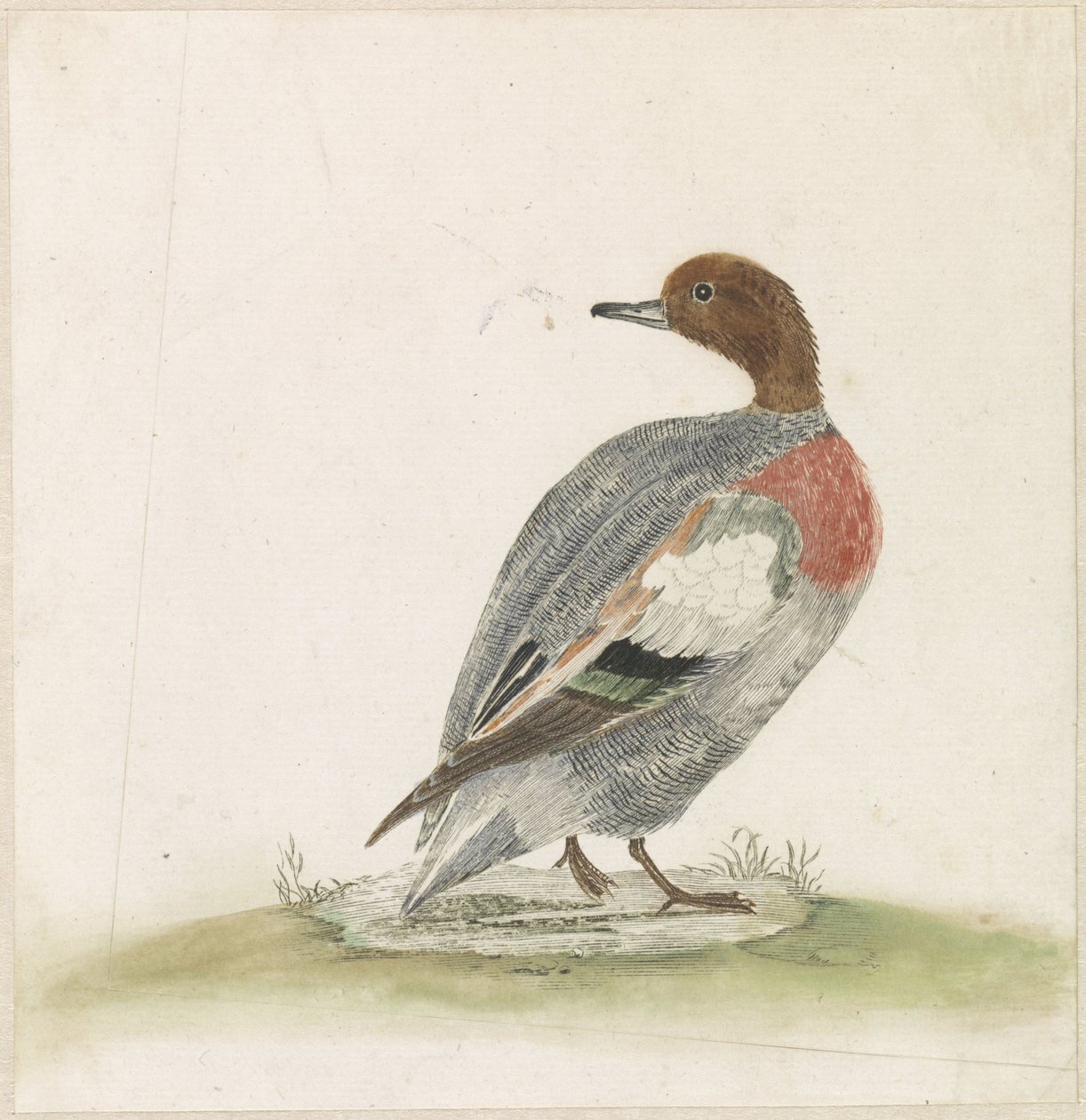 Duck looking to the left by Anonymous
