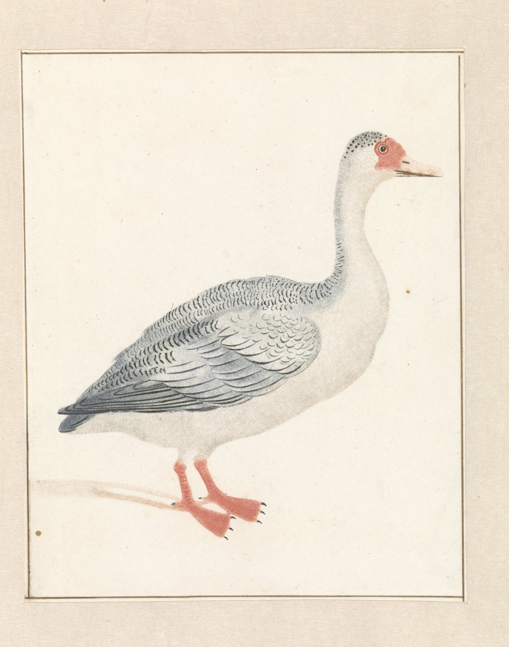 Goose to the Right by Anonymous