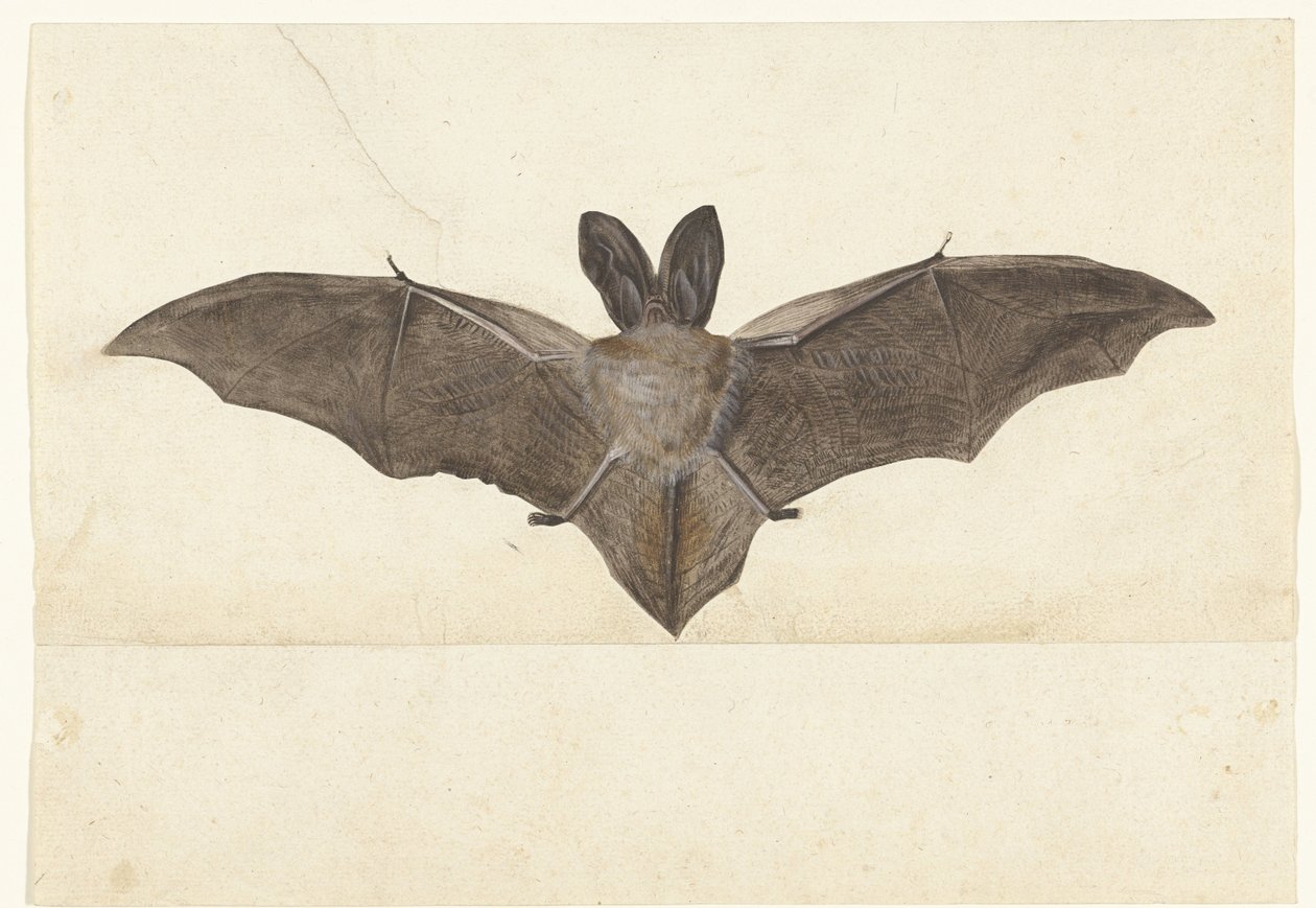 Greater Mouse-Eared Bat (Lombard Album) by Anonymous