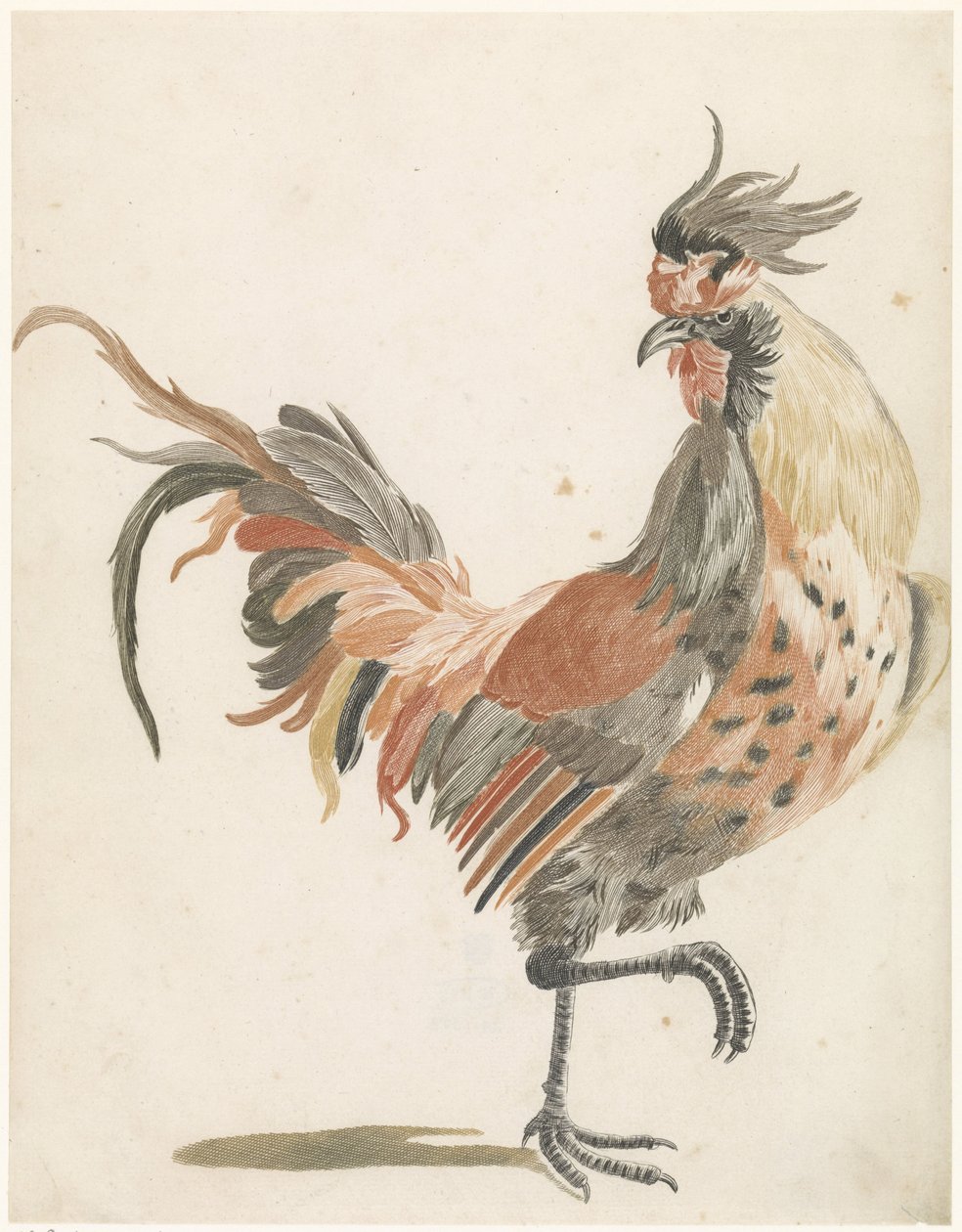 Rooster Walking to the Right (Version B) by Anonymous