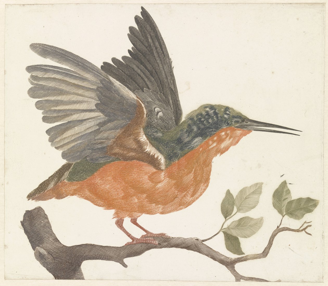 Kingfisher on a Branch by Anonymous