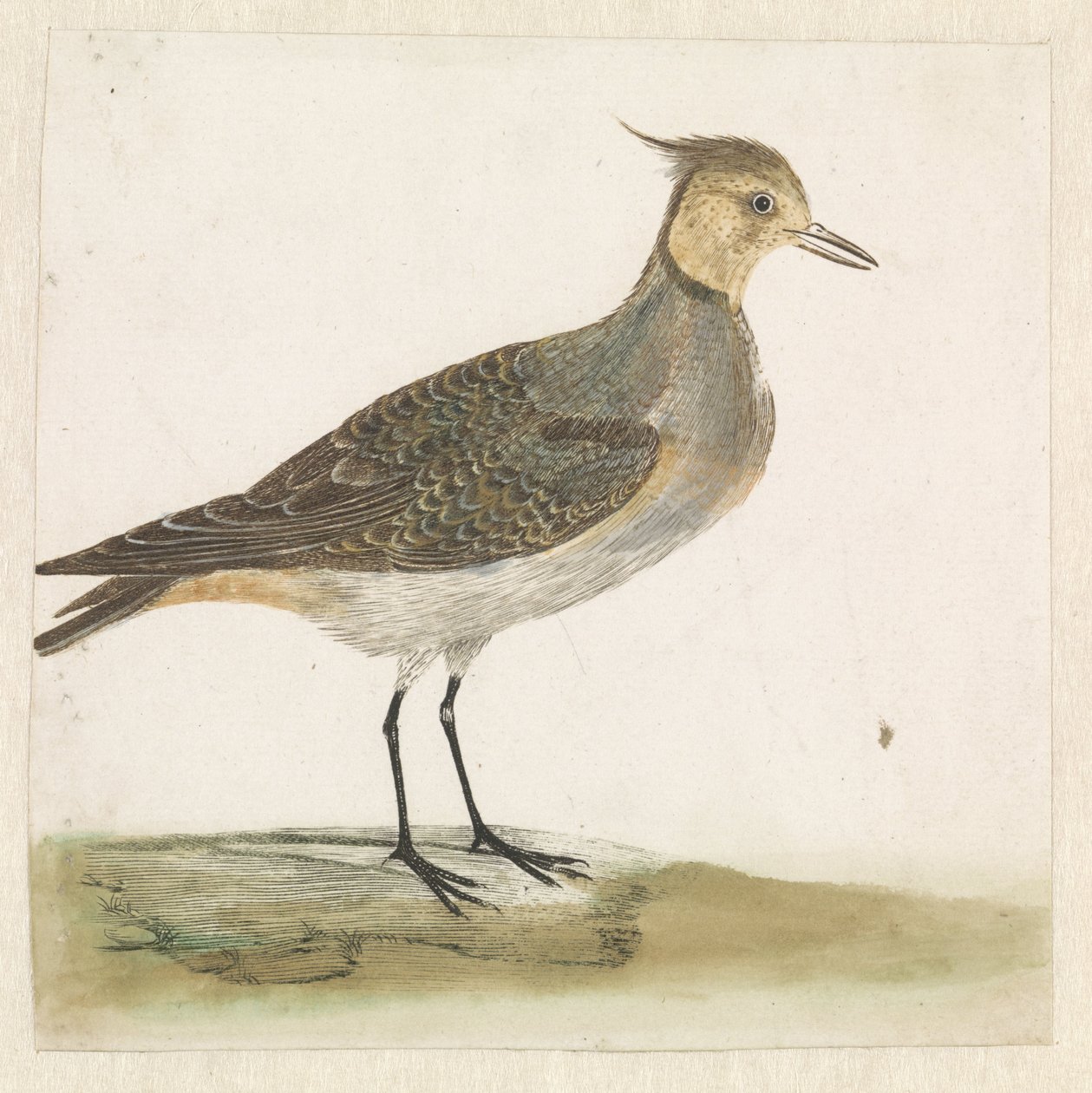 Lapwing by Anonymous