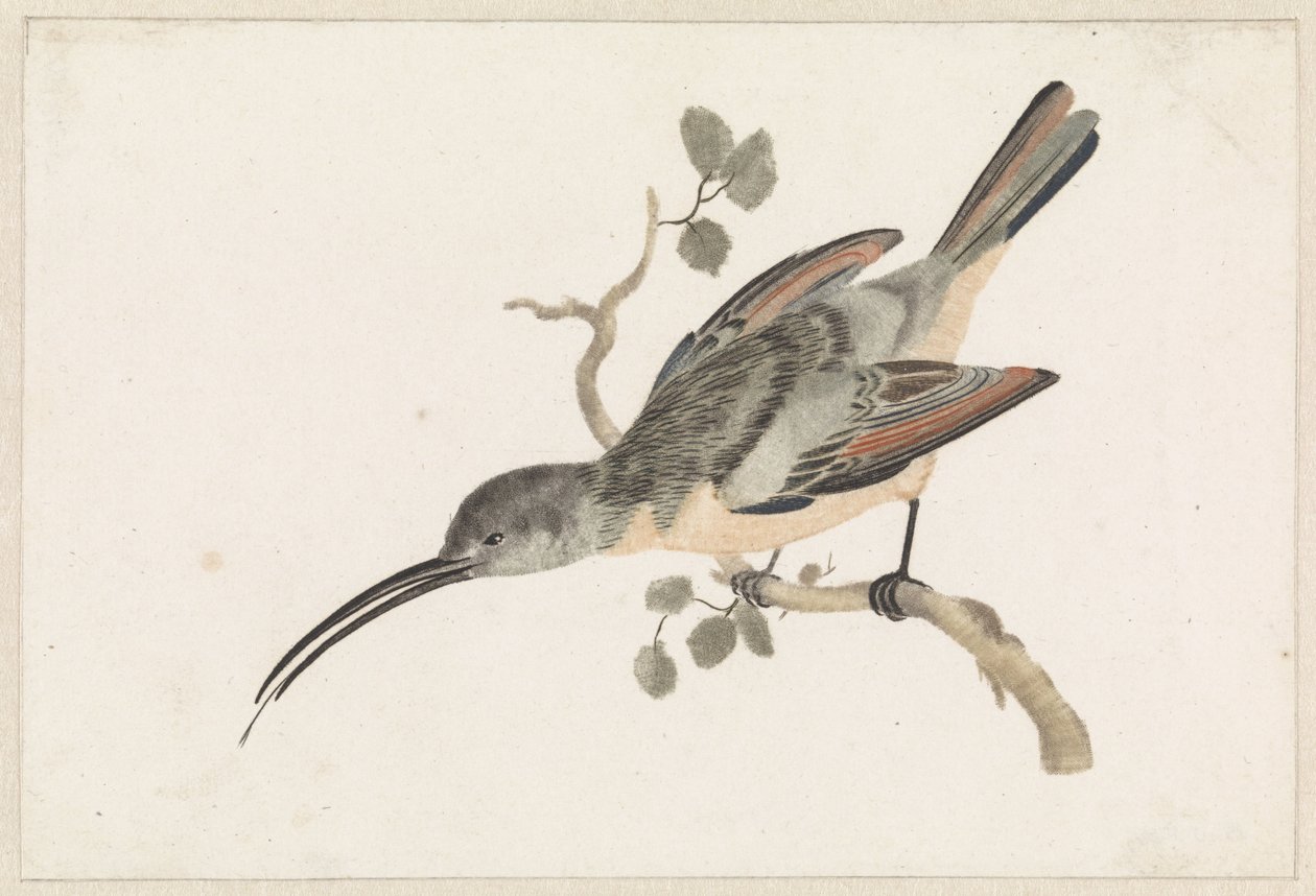 Hummingbird on a Branch Facing Left by Anonymous