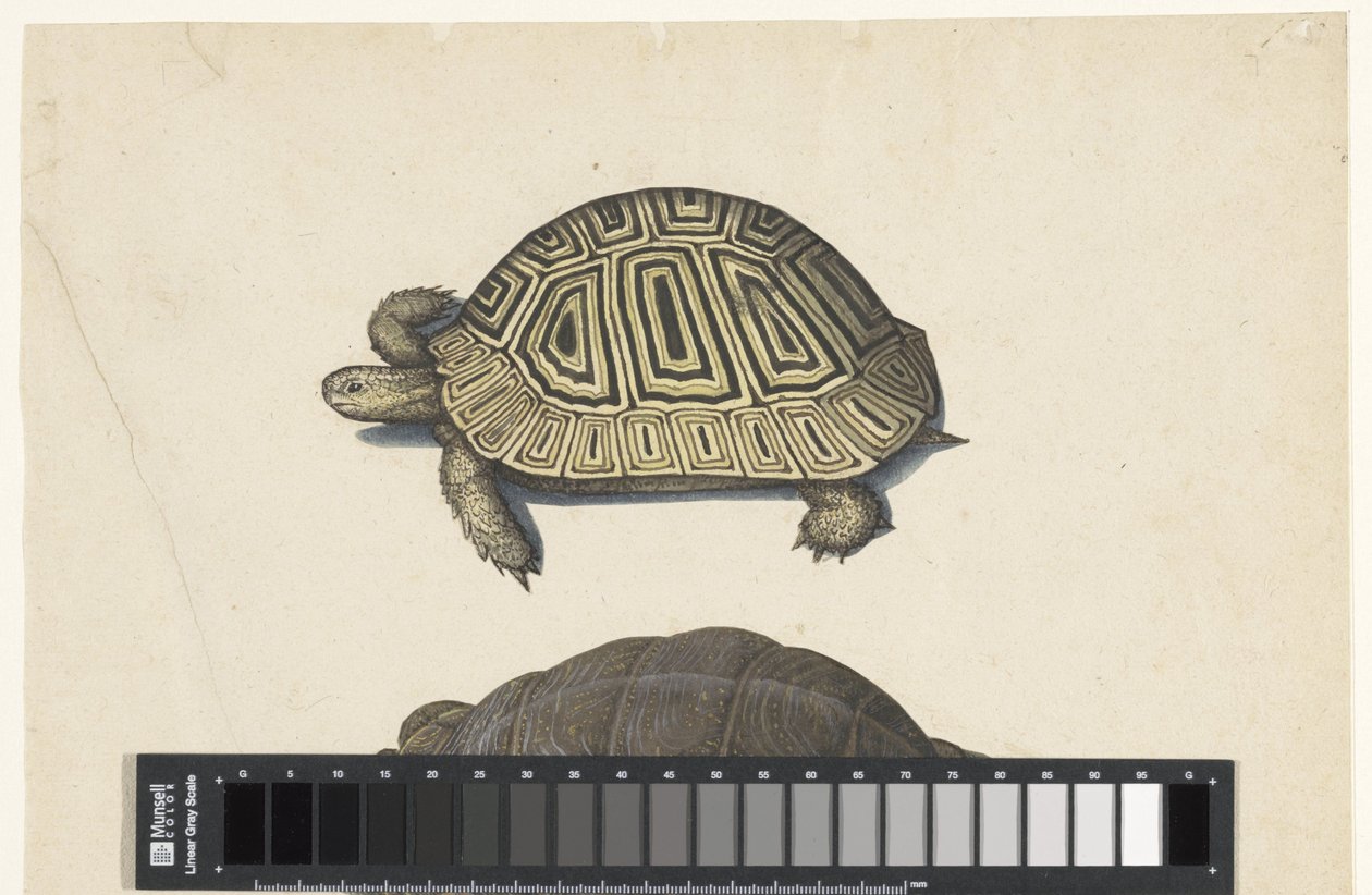 Tortoise by Anonymous