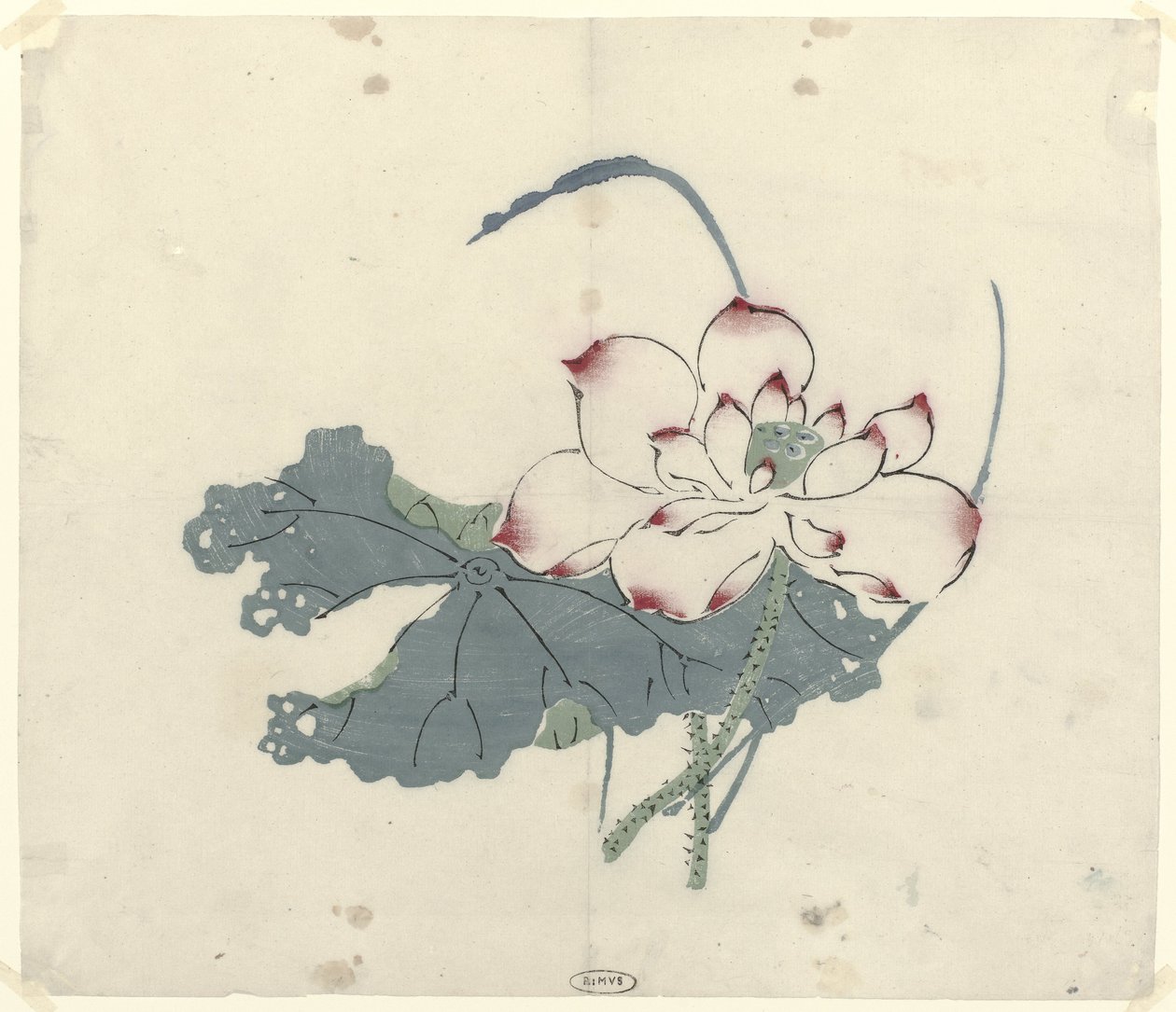 Lotus by Anonymous