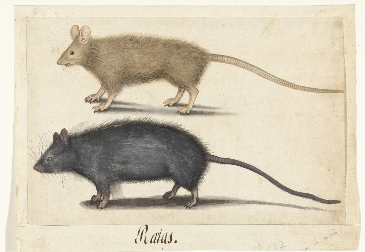 Mouse and Rat by Anonymous