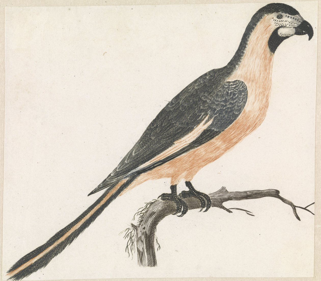 Parrot on a Branch Facing Right by Anonymous