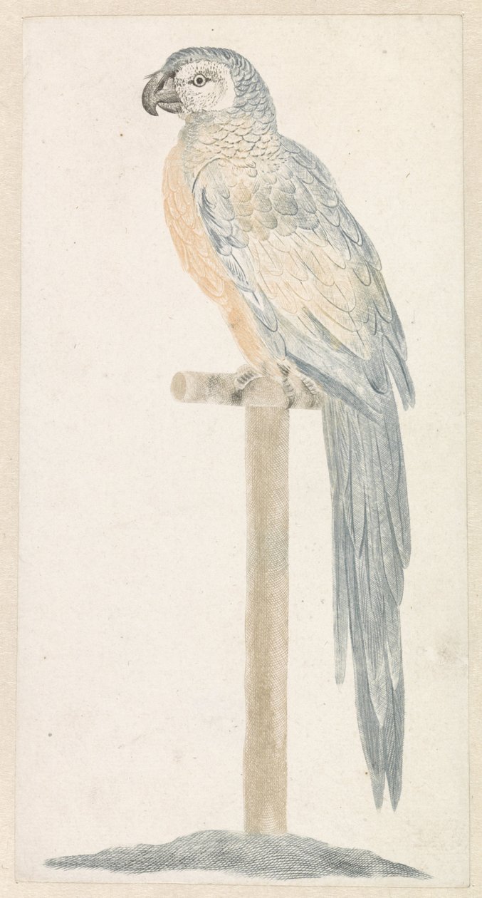 Parrot on a Perch by Anonymous