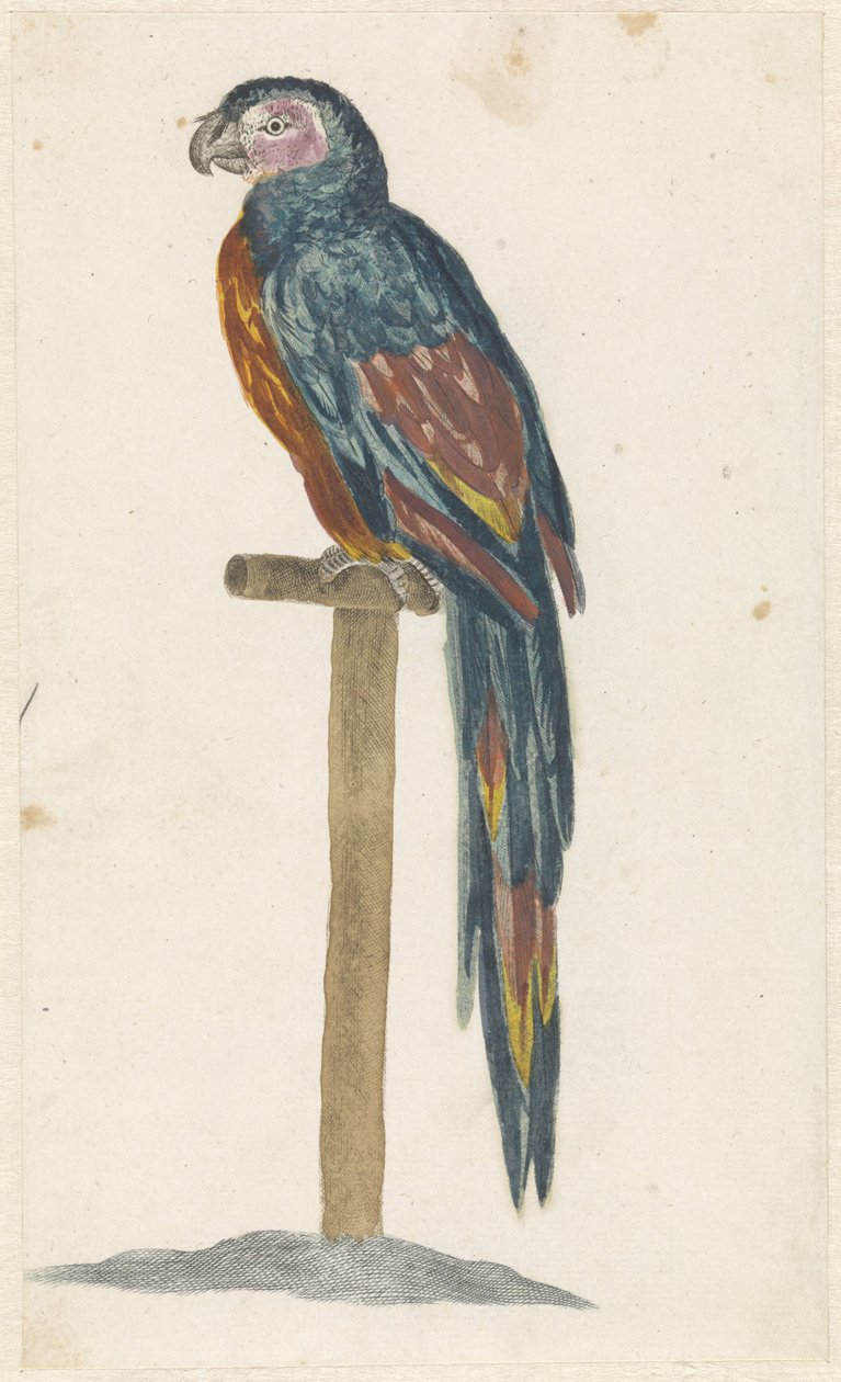 Parrot on a Perch by Anonymous