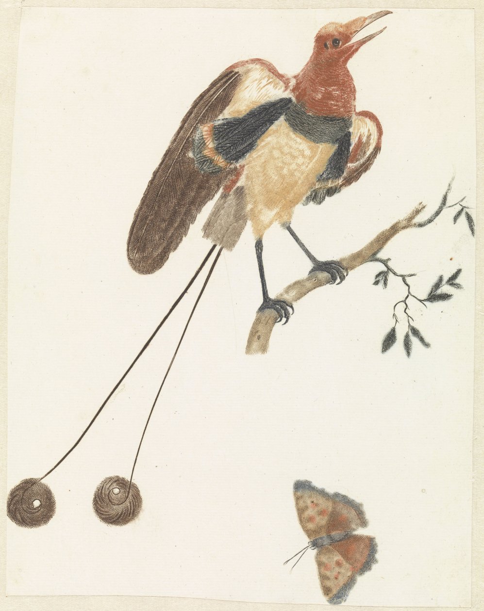 Bird of Paradise and Butterfly by Anonymous