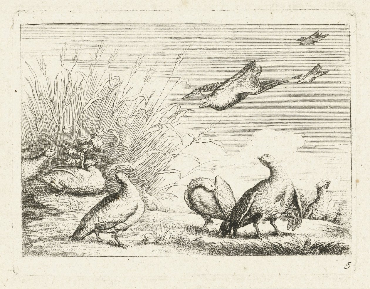 Partridges (Native Birds) by Anonymous