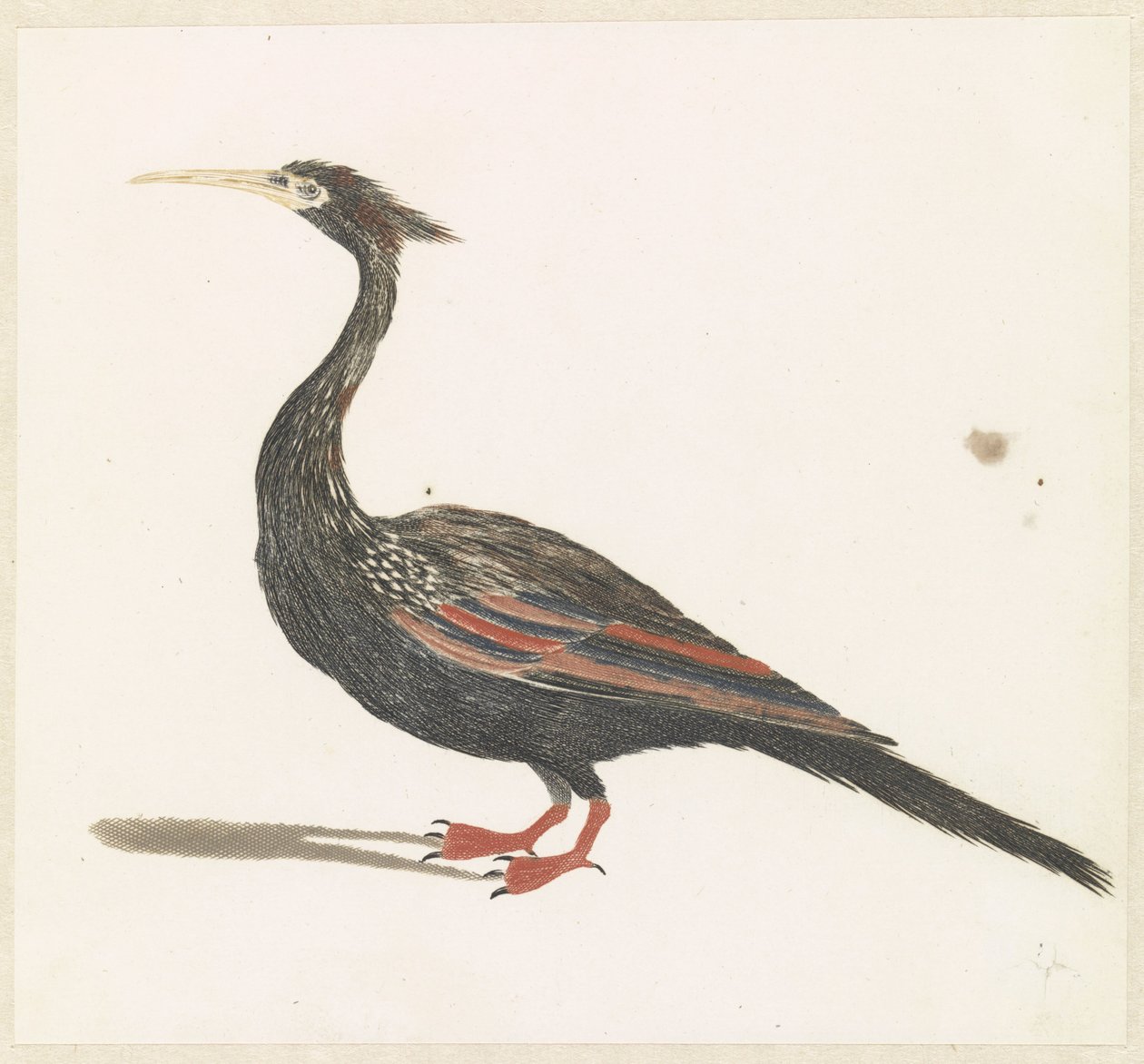 Anhinga by Anonymous