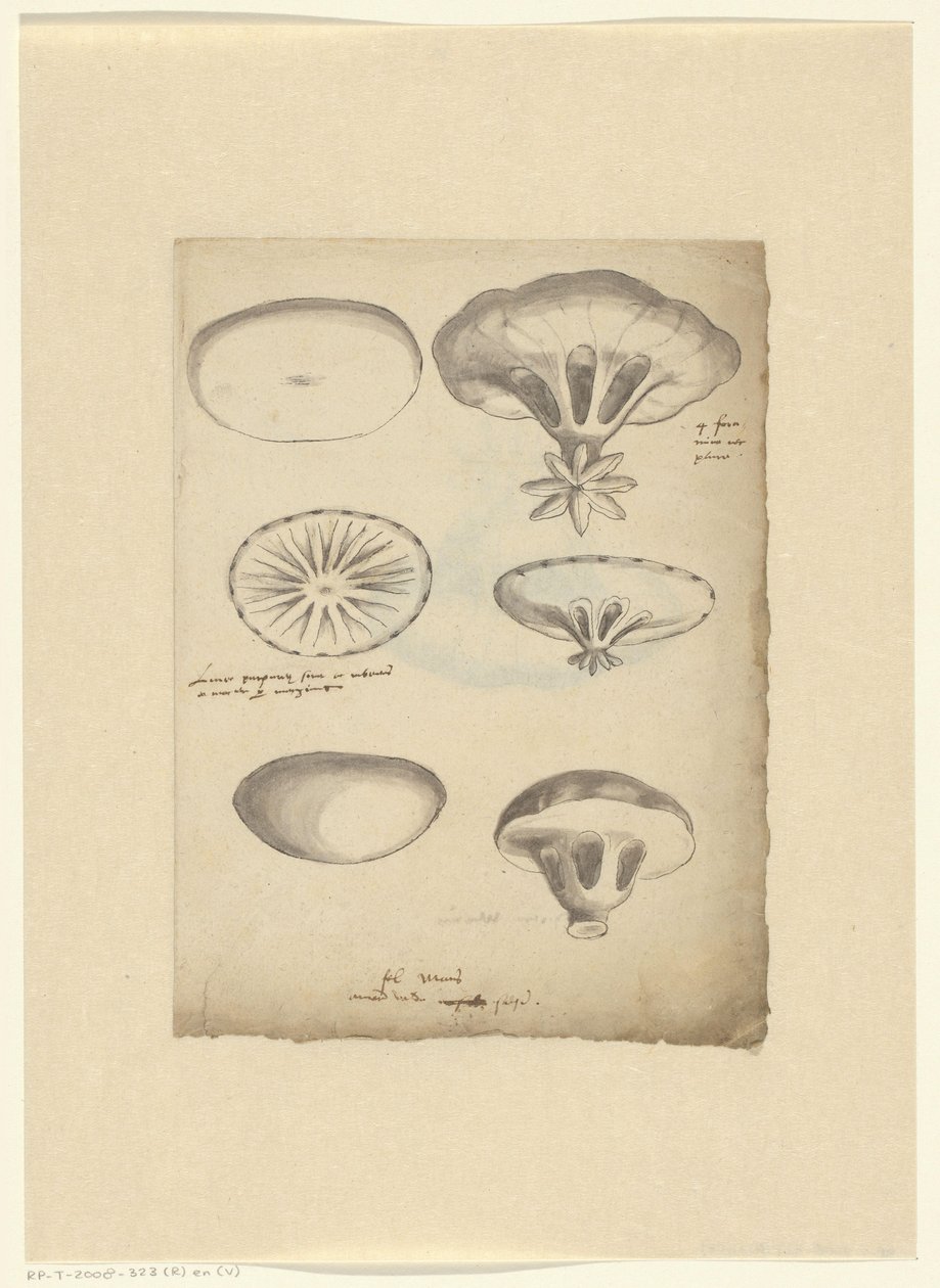 Study Sheet with Jellyfish by Anonymous