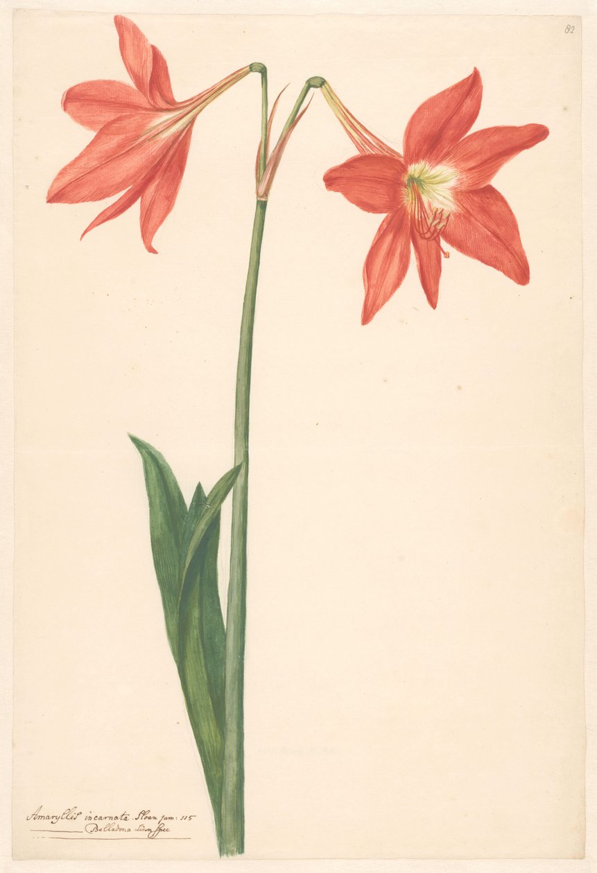 Branch of Red Amaryllis by Anonymous