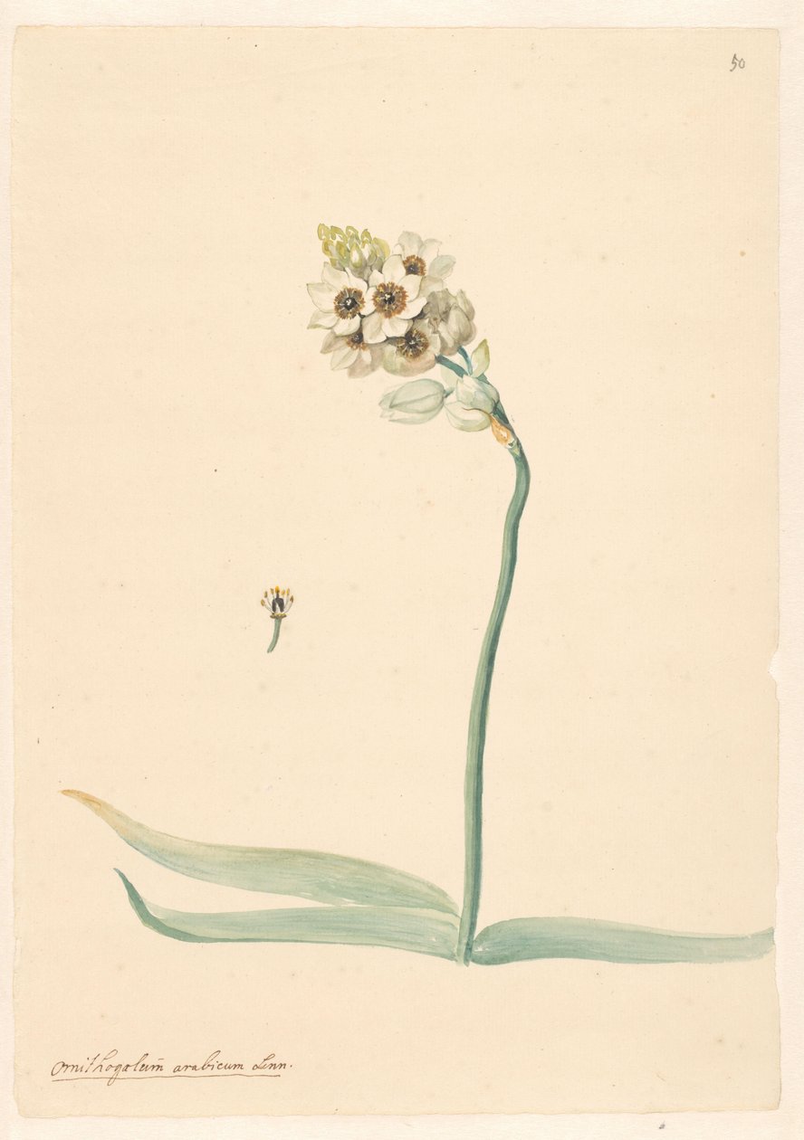 Branch of Ornithogalum with Detail of Stamen by Anonymous