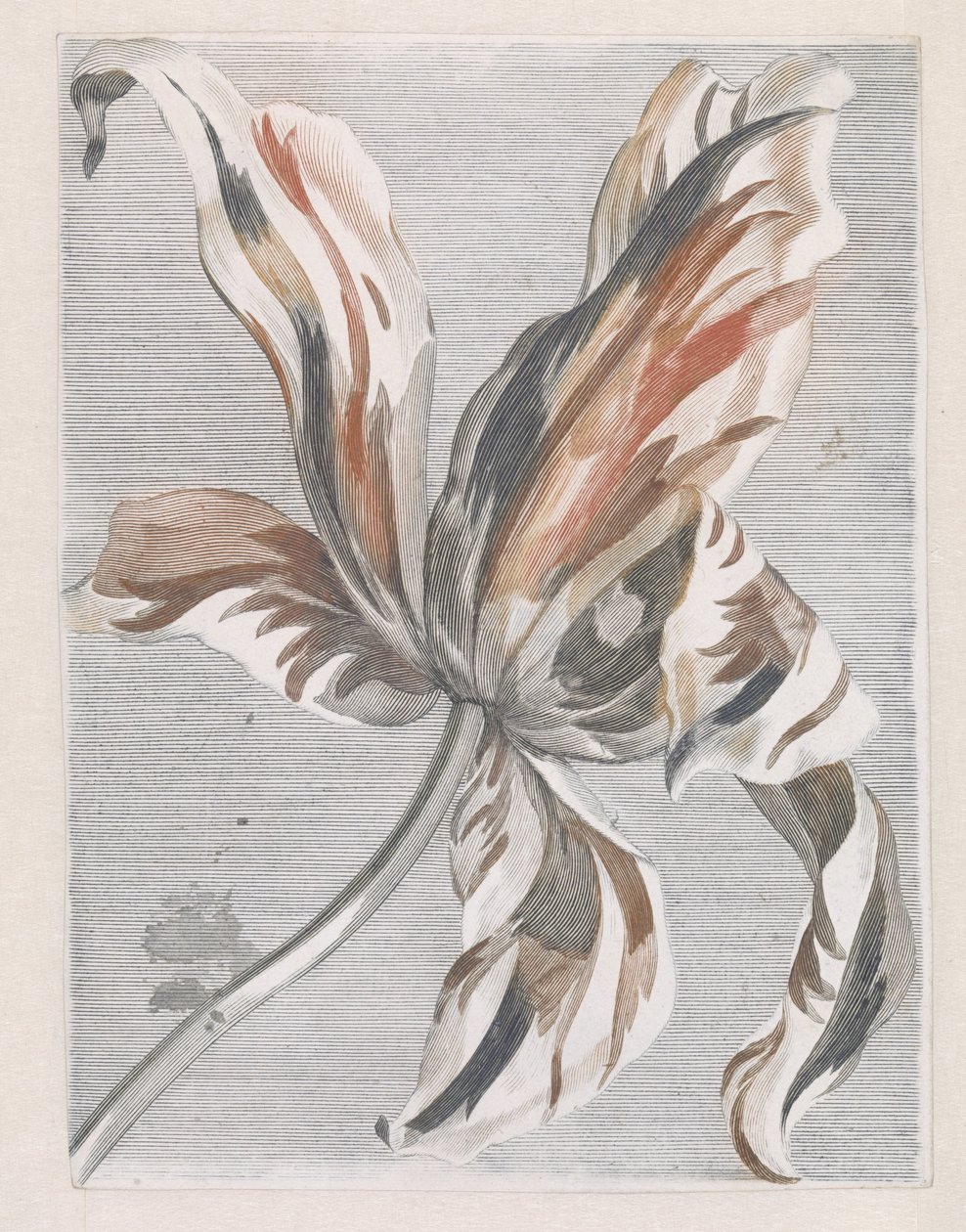 Tulip by Anonymous