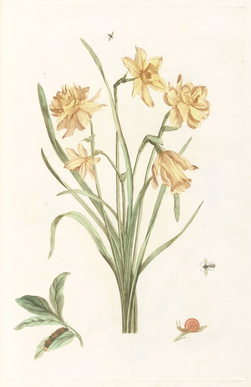 Five daffodils by Anonymous