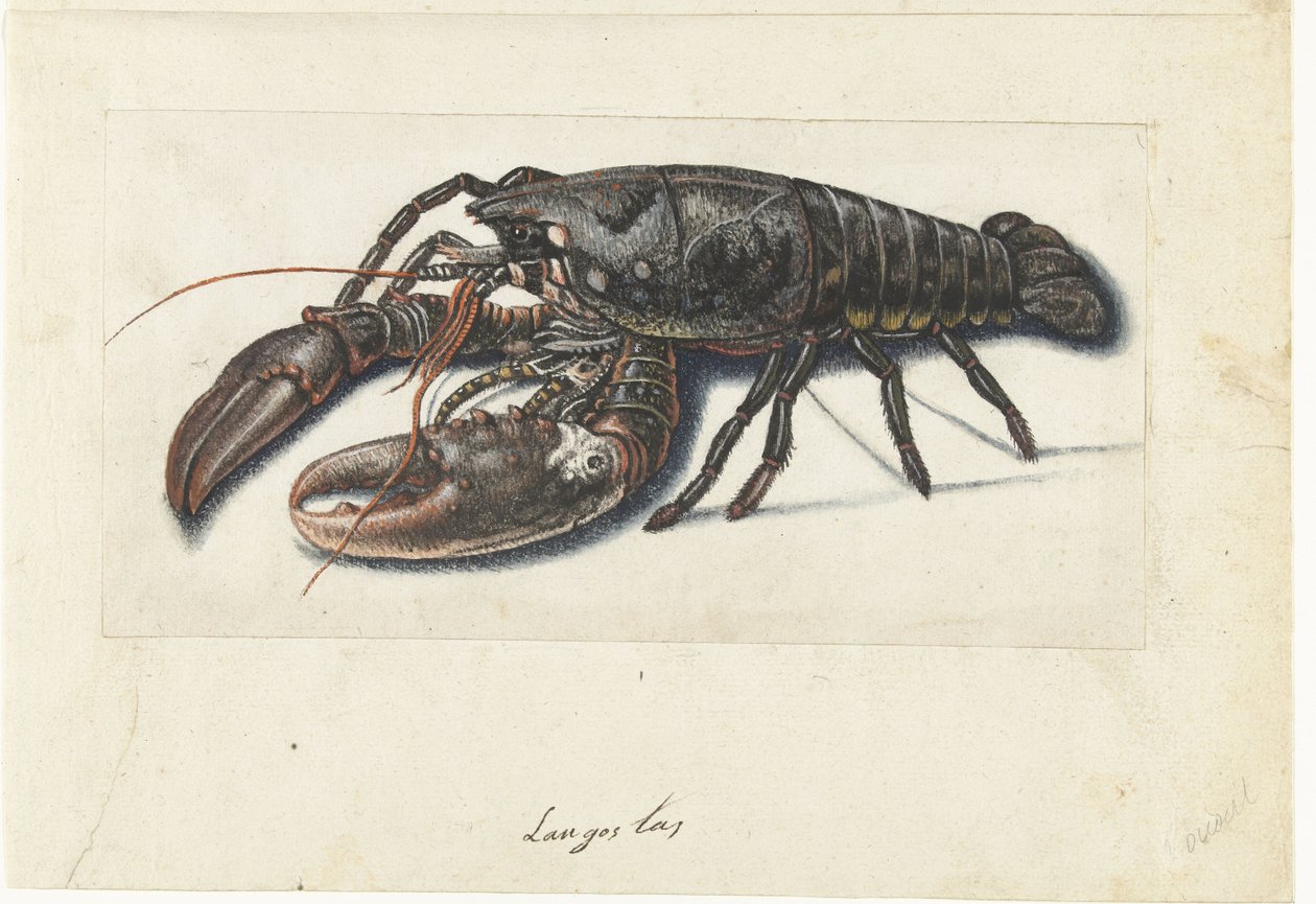 Lobster by Anonymous