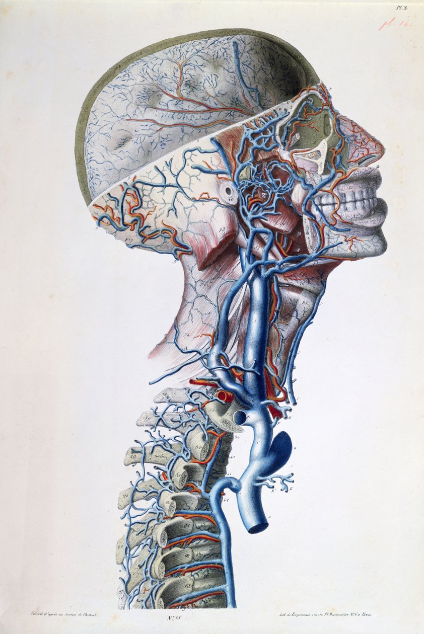 Veins and Arteries in the Head, Plate from 