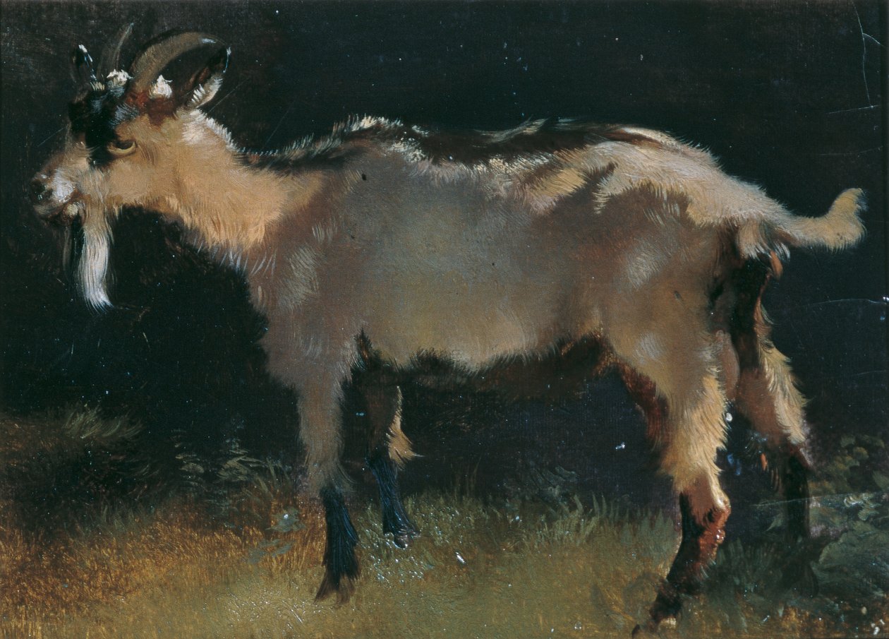 Goat by Anton Schrodl
